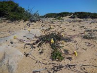 Diplotaxis siifolia ssp vicentina 4, Saxifraga-Ed Stikvoort