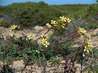 Diplotaxis siifolia ssp vicentina 5, Saxifraga-Ed Stikvoort