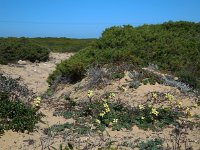 Diplotaxis siifolia ssp vicentina 6, Saxifraga-Ed Stikvoort