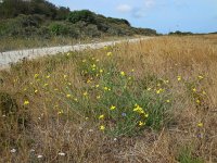 Diplotaxis tenuifolia 10, Grote zandkool, Saxifraga-Ed Stikvoort