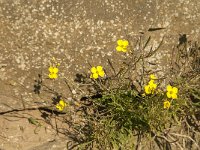 Diplotaxis tenuifolia 11, Grote zandkool, Saxifraga-Jan van der Straaten