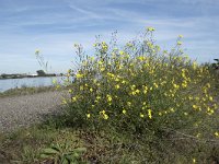 Diplotaxis tenuifolia 16, Grote zandkool, Saxifraga-Willem van Kruijsbergen