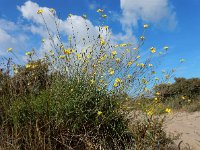 Diplotaxis tenuifolia 19, Grote zandkool, Saxifraga-Ed Stikvoort