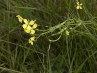 Diplotaxis tenuifolia 2, Grote zandkool, Saxifraga-Jan van der Straaten