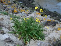 Diplotaxis tenuifolia 20, Grote zandkool, Saxifraga-Ed Stikvoort