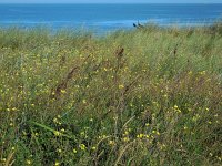 Diplotaxis tenuifolia 27, Grote zandkool, Saxifraga-Ed Stikvoort