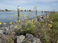 Diplotaxis tenuifolia 29, Grote zandkool, Saxifraga-Willem van Kruijsbergen