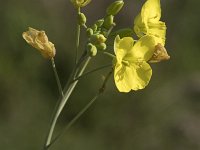 Diplotaxis tenuifolia 32, Grote zandkool, Saxifraga-Willem van Kruijsbergen