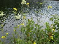 Diplotaxis tenuifolia 7, Grote zandkool, Saxifraga-Rutger Barendse