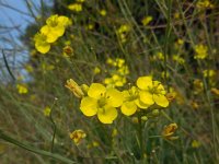 Diplotaxis tenuifolia 9, Grote zandkool, Saxifraga-Ed Stikvoort