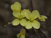 Diplotaxis vicentina 2, Saxifraga-Willem van Kruijsbergen