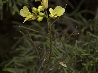 Diplotaxis vicentina 3, Saxifraga-Willem van Kruijsbergen