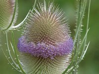 Dipsacus fullonum 10, Grote kaardenbol, Saxifraga-Jan van der Straaten