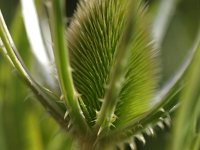 Dipsacus fullonum 13, Grote kaardenbol, Saxifraga-Rudmer Zwerver