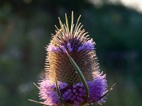 Dipsacus fullonum 14, Grote kaardenbol, Saxifraga-Jeroen Willemsen