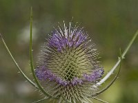 Dipsacus fullonum 16, Grote kaardenbol, Saxifraga-Willem van Kruijsbergen