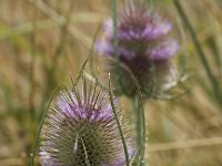 Dipsacus fullonum 21, Grote kaardenbol, Saxifraga-Peter Meininger