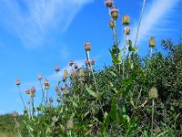 Dipsacus fullonum 24, Grote kaardenbol, Saxifraga-Ed Stikvoort