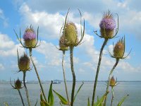 Dipsacus fullonum 28, Grote kaardenbol, Saxifraga-Ed Stikvoort