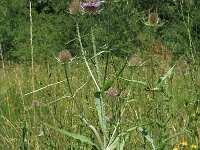 Dipsacus fullonum 3, Grote kaardenbol, Saxifraga-Marijke Verhagen