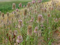 Dipsacus fullonum 35, Grote kaardenbol, Saxifraga-Ed Stikvoort