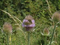 Dipsacus fullonum 4, Grote kaardenbol, Saxifraga-Marijke Verhagen