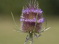 Dipsacus fullonum 40, Grote kaardenbol, Saxifraga-Jan Nijendijk