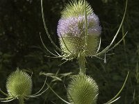 Dipsacus fullonum 6, Grote kaardenbol, Saxifraga-Marijke Verhagen