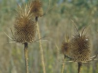 Dipsacus fullonum 9, Grote kaardenbol, Saxifraga-Iñigo Sanchez