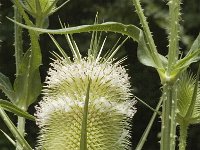 Dipsacus laciniatus 10, Slipbladkaardenbol, Saxifraga-Jan van der Straaten