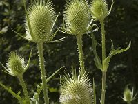 Dipsacus laciniatus 11, Slipbladkaardenbol, Saxifraga-Jan van der Straaten