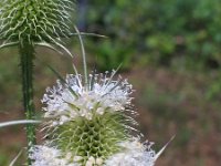 Dipsacus laciniatus 13, Slipbladkaardenbol, Saxifraga-Jasenka Topic