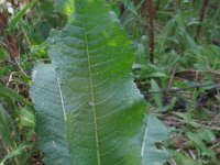 Dipsacus laciniatus 14, Slipbladkaardenbol, Saxifraga-Rutger Barendse