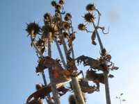 Dipsacus laciniatus 16, Slipbladkaardenbol, Saxifraga-Rutger Barendse