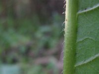 Dipsacus laciniatus 19, Slipbladkaardenbol, Saxifraga-Rutger Barendse