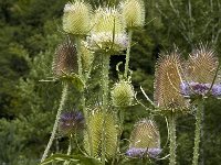 Dipsacus laciniatus 2, Slipbladkaardenbol, Saxifraga-Jan van der Straaten