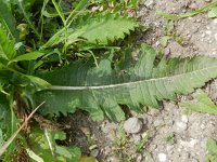 Dipsacus laciniatus 21, Slipbladkaardenbol, Saxifraga-Rutger Barendse