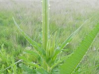 Dipsacus laciniatus 23, Slipbladkaardenbol, Saxifraga-Rutger Barendse