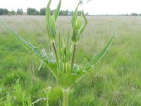 Dipsacus laciniatus 24, Slipbladkaardenbol, Saxifraga-Rutger Barendse