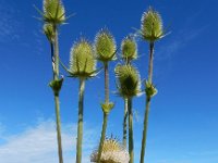 Dipsacus laciniatus 25, Slipbladkaardenbol, Saxifraga-Ed Stikvoort