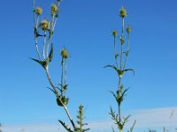 Dipsacus laciniatus 29, Slipbladkaardenbol, Saxifraga-Ed Stikvoort