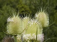 Dipsacus laciniatus 3, Slipbladkaardenbol, Saxifraga-Jan van der Straaten