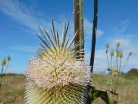 Dipsacus laciniatus 32, Slipbladkaardenbol, Saxifraga-Ed Stikvoort