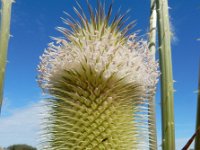 Dipsacus laciniatus 34, Slipbladkaardenbol, Saxifraga-Ed Stikvoort