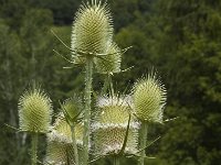 Dipsacus laciniatus 4, Slipbladkaardenbol, Saxifraga-Jan van der Straaten