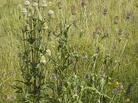 Dipsacus laciniatus 5, Slipbladkaardenbol, Saxifraga-Jan van der Straaten