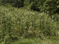 Dipsacus laciniatus 6, Slipbladkaardenbol, Saxifraga-Jan van der Straaten