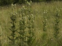 Dipsacus laciniatus 7, Slipbladkaardenbol, Saxifraga-Jan van der Straaten