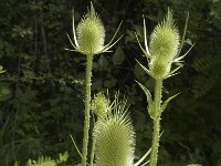 Dipsacus laciniatus 8, Slipbladkaardenbol, Saxifraga-Jan van der Straaten