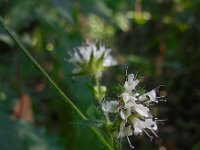 Dipsacus pilosus 21 Kleine kaardenbol, Saxifraga-Ed Stikvoort